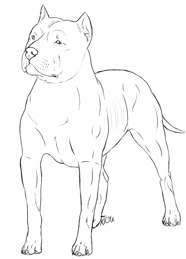 629x874 Collection Of Free Pitbull Drawing Beginner Download On Ui Ex - Drawing Pictures Of Pitbulls