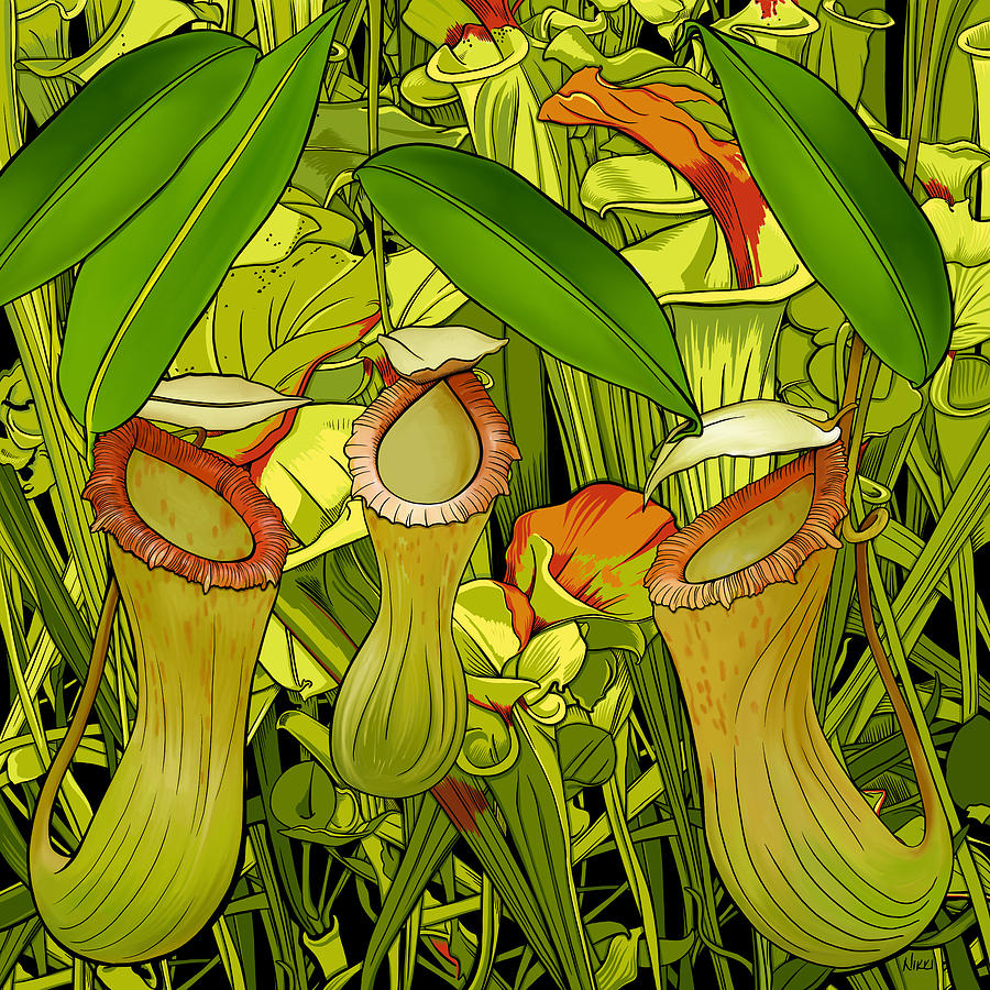 900x900 pitcher plant drawing drawing - Drawing Pitcher