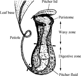 271x255 pitcher of nepenthes alata drawing of a nepenthes leaf showing - Drawing Pitcher