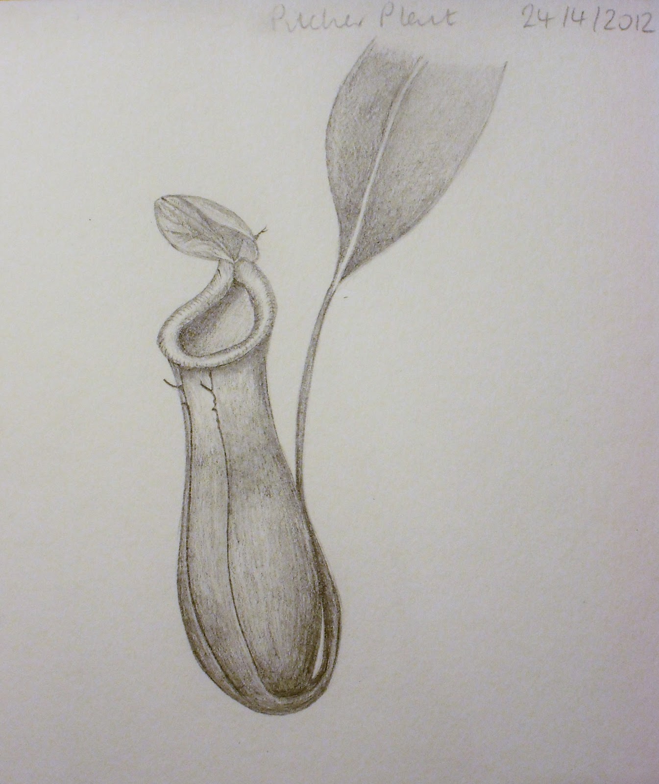 1345x1600 drawings of botanical things pitcher plant - Drawing Pitcher