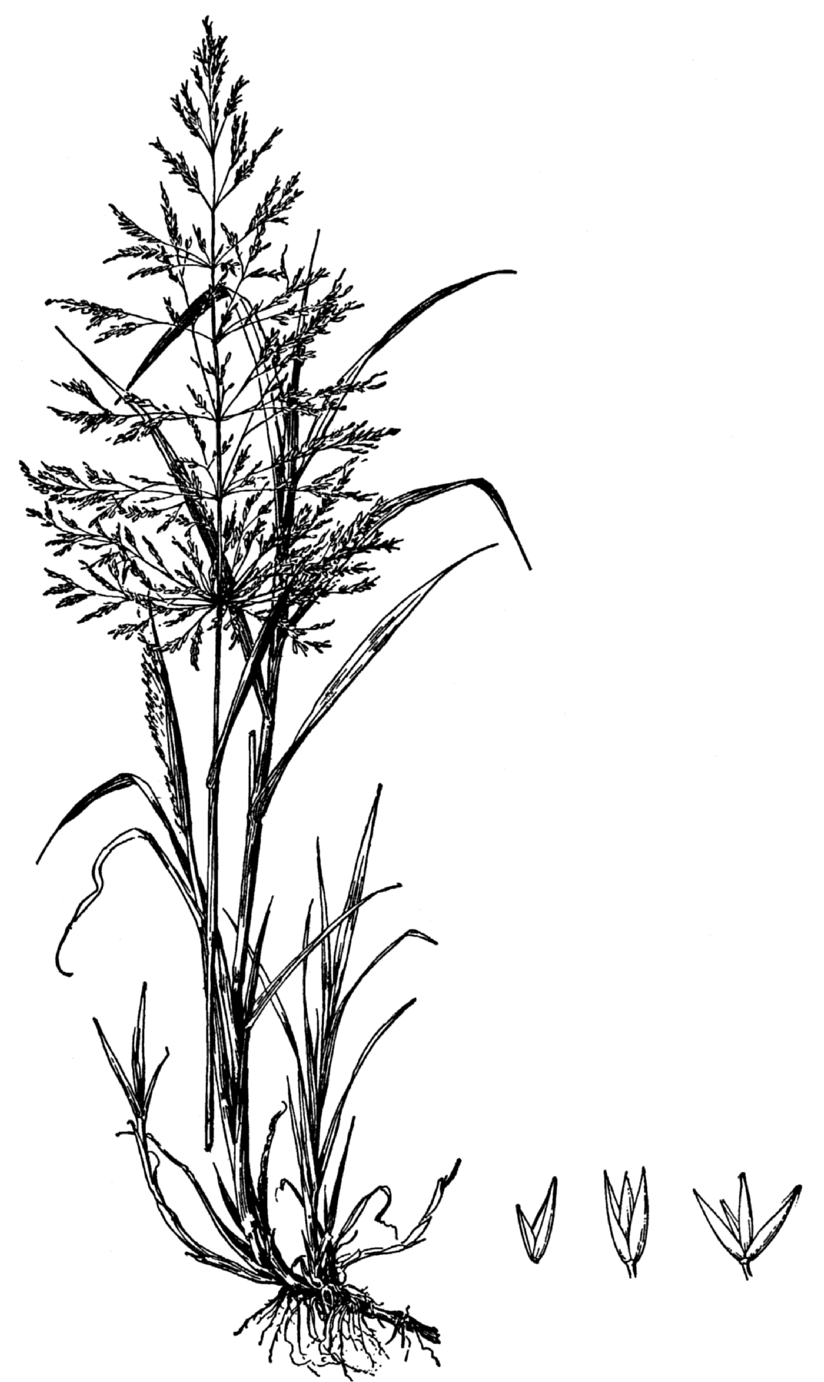 1192x2000 Fileagrostis Gigantea Drawing - Drawing Png