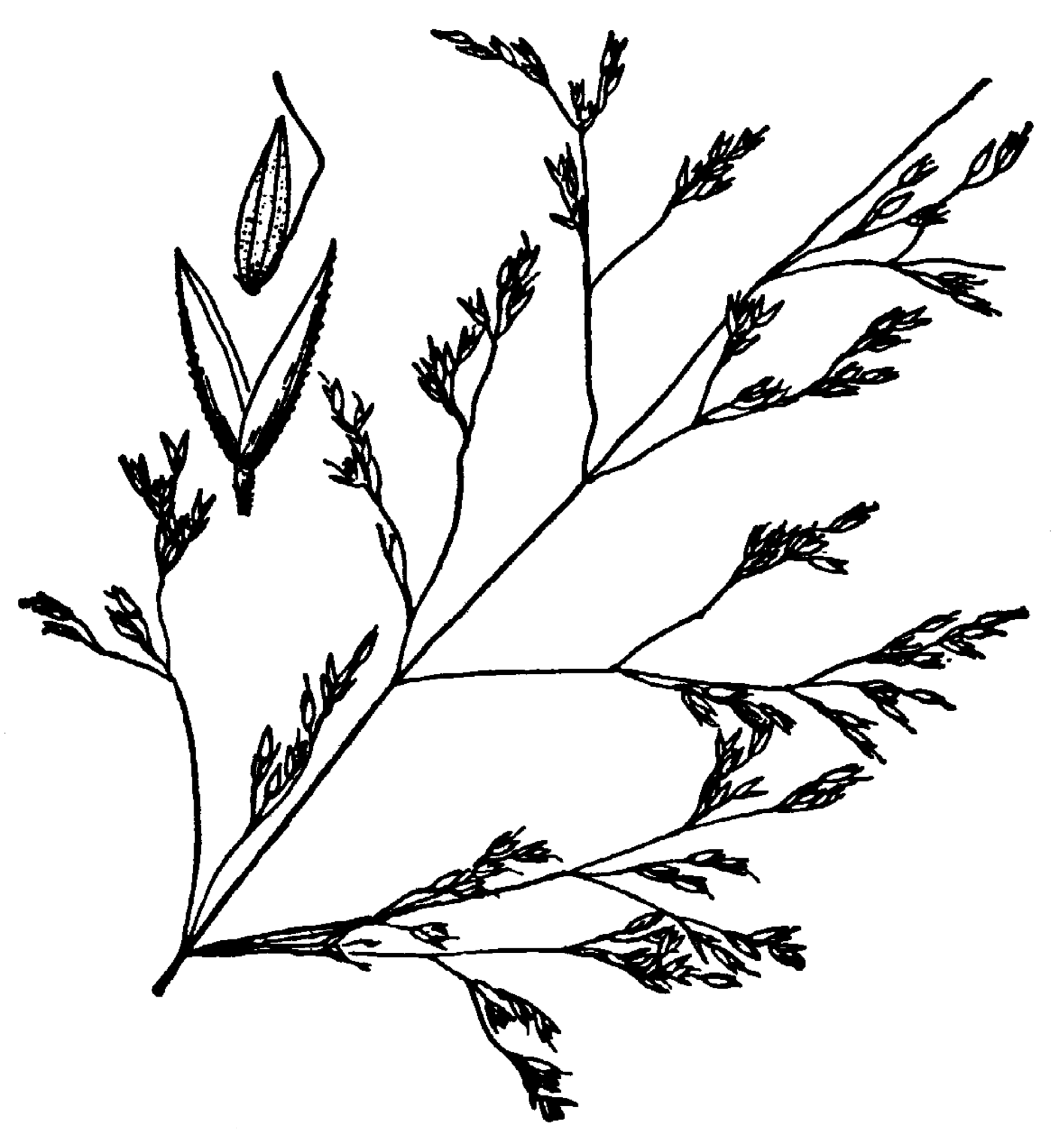 1850x2000 Fileagrostis Hooveri Drawing - Drawing Png