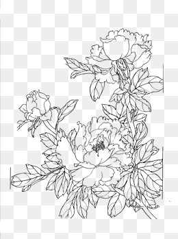 260x349 Flower Line Drawing Png Images Vectors And Free - Drawing Png