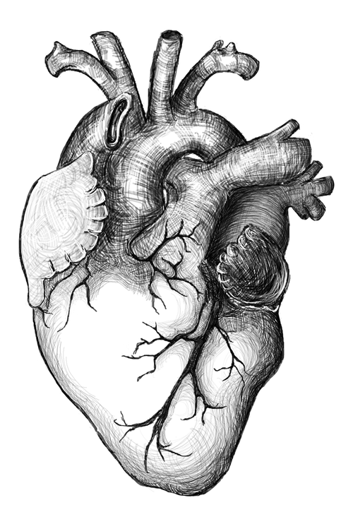 500x742 real heart drawing png png image - Drawing Png