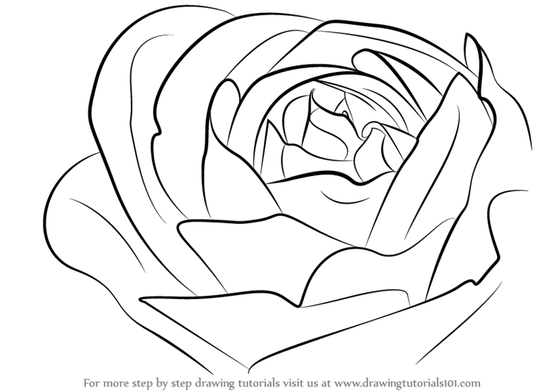 800x566 Rose Drawing Png Images In Collection - Drawing Png