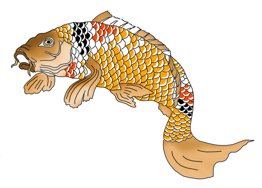 1049x755 Colorful Koi Fish Drawings - Drawing Png