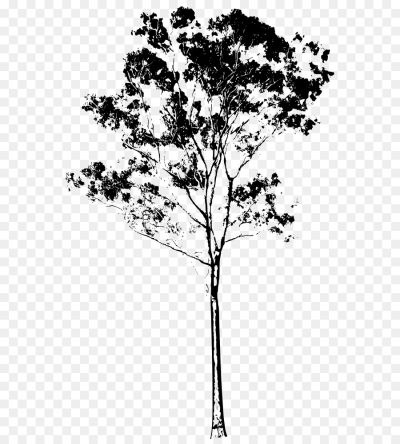 400x444 download free png tree drawing eucalyptus gunnii eucalyptus honey - Drawing Png