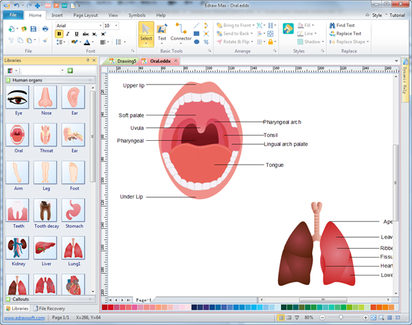 600x473 human organs diagrams - Drawing Programs