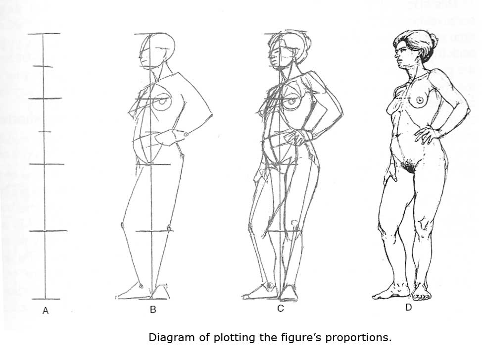 974x717 plotting proprotions of the figure - Drawing Proportions