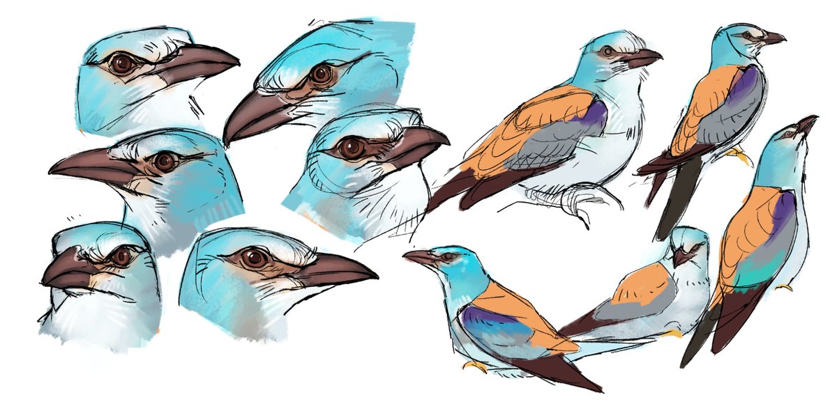 1200x590 Crow Artist On Twitter Drawing Some European Rollers! I Love - Drawing Rollers