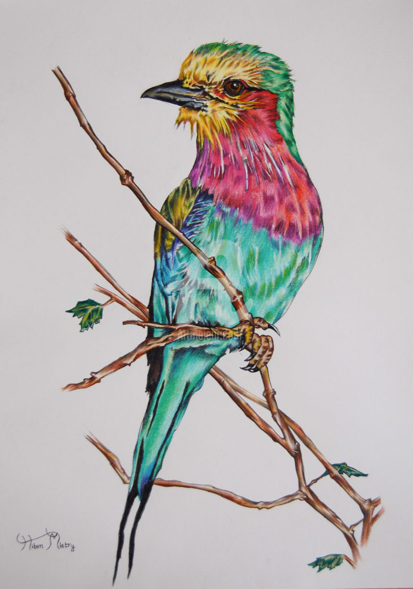842x1200 lilac breasted roller drawing - Drawing Rollers
