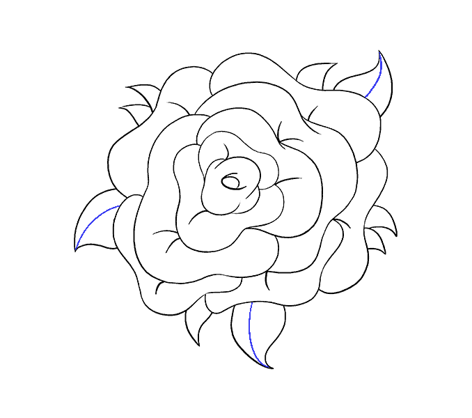 Rose Draw Flower Growercom