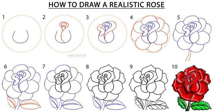 736x389 How To Draw Roses Step - Drawing Rose Flower Step Step