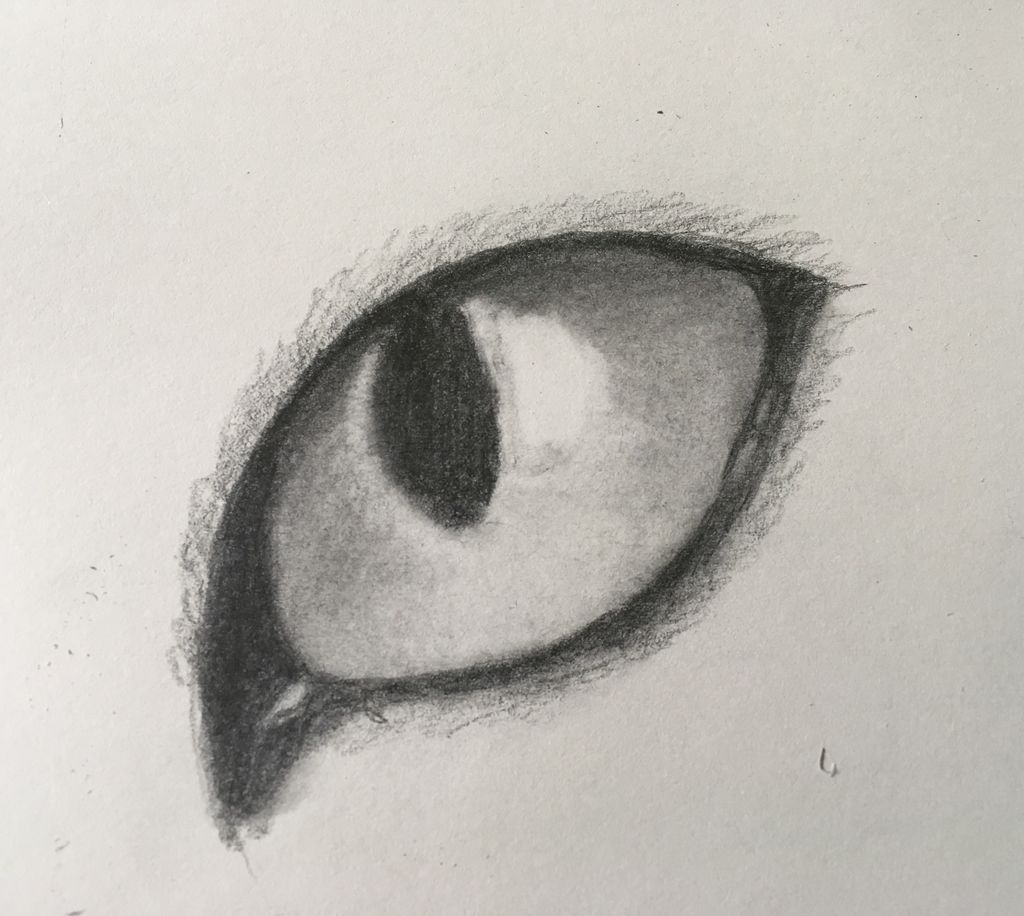 1024x916 How To Draw A Cat Eye Steps - Drawing Shading
