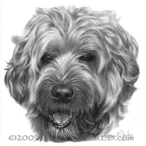 500x500 memorial portrait of bailey, soft coated wheaten terrier - Drawing Soft