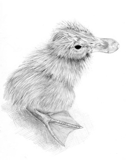 250x318 Art Tutorials - Drawing Soft