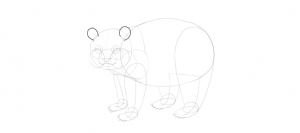 300x133 How To Draw A Panda Tutorial - Drawing Source