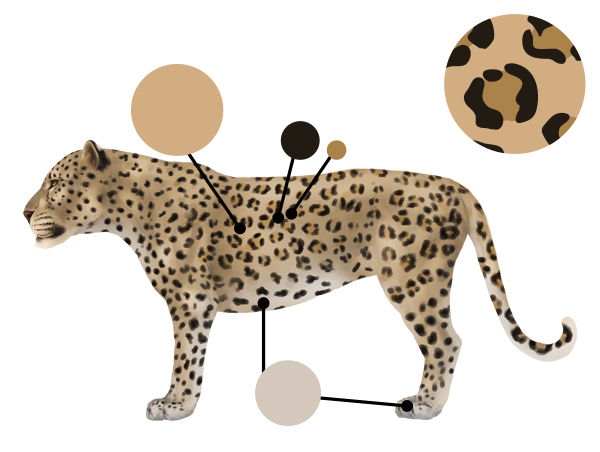 600x452 how to draw animals big cats, their anatomy and patterns - Drawing Spots