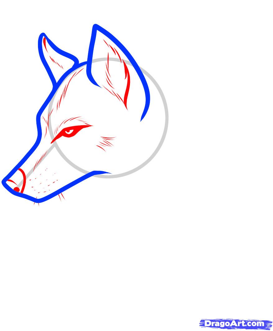 878x1065 How To Draw A Wolf Tattoo, Wolf Tattoo, Step - Drawing Tattoos Step By Step