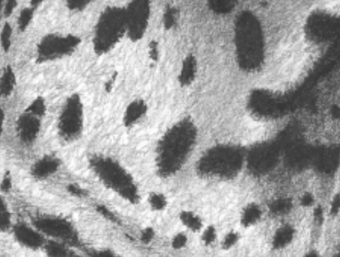 664x502 Pencil Shading Methods And Techniques - Drawing Textures With Pencil