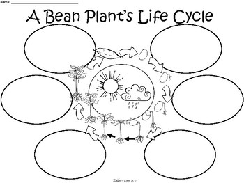 Drawing The Life Cycle Of A Plant at PaintingValley.com | Explore ...