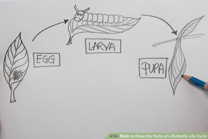 728x485 how to draw the parts of a butterfly life cycle steps - Drawing The Life Cycle Of A Plant