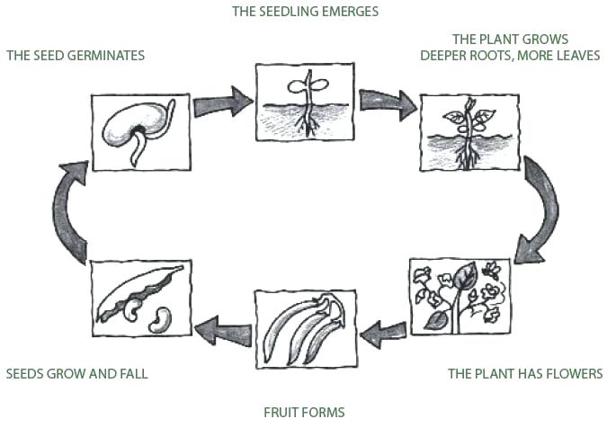 Drawing The Life Cycle Of A Plant at PaintingValley.com | Explore