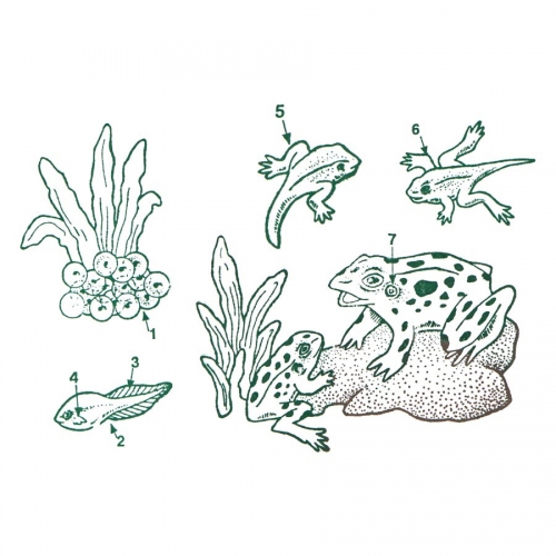 500x500 life cycle activities crafts insect, butterfly, plant frog - Drawing The Life Cycle Of A Plant