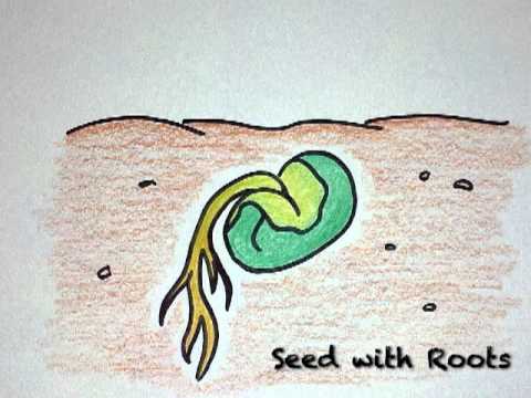 480x360 life cycle of a bean plant - Drawing The Life Cycle Of A Plant