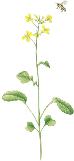 250x542 life cycle teaching and learning using wisconsin fast plants - Drawing The Life Cycle Of A Plant