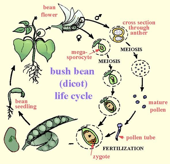 591x570 life cycle of flowering plants smore newsletters - Drawing The Life Cycle Of A Plant