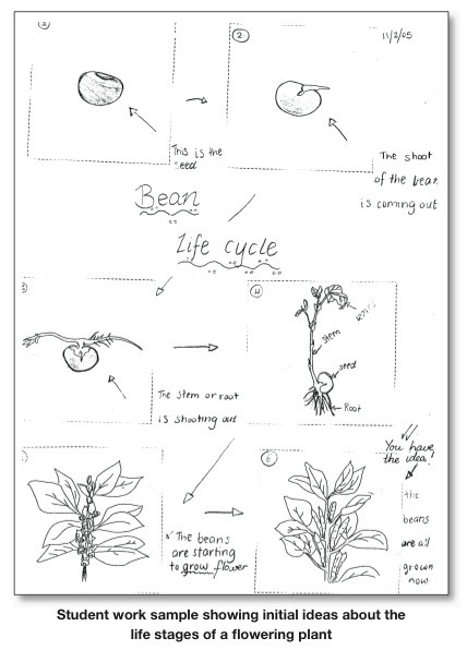 428x596 life cycle of a flowering plant smore newsletters - Drawing The Life Cycle Of A Plant