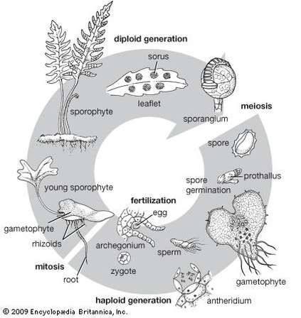 423x448 life cycle in ferns life cycles, fern life cycle, cycle - Drawing The Life Cycle Of A Plant