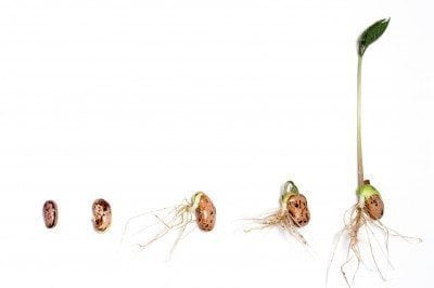 400x266 basic plant life cycle and the life cycle of a flowering plant - Drawing The Life Cycle Of A Plant