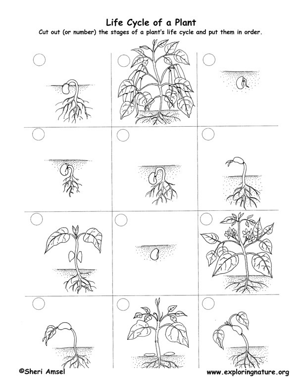 612x792 plant life cycle - Drawing The Life Cycle Of A Plant
