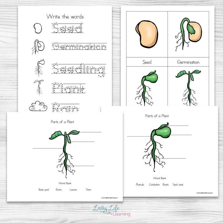 drawing-the-life-cycle-of-a-plant-at-paintingvalley-explore