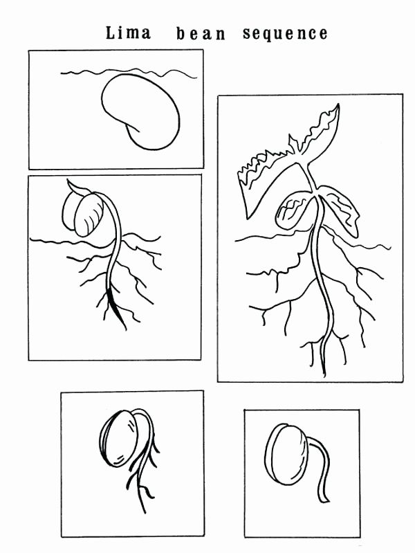 Drawing The Life Cycle Of A Plant at PaintingValley.com | Explore ...