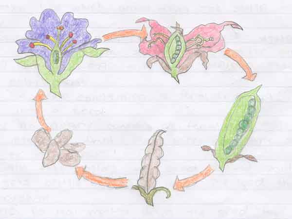 600x451 Pollination, Fertilization And Fruit Grade Life Science - Drawing The Life Cycle Of A Plant