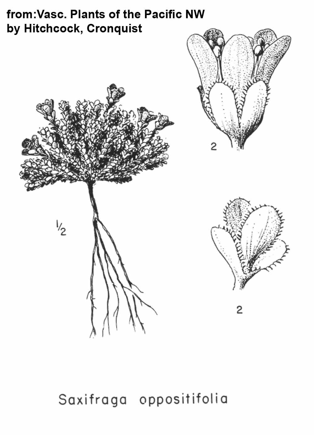 1000x1384 Purple Saxifrage - Drawing The Life Cycle Of A Plant
