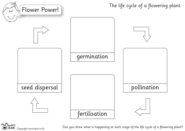 636x450 Teacher's Pet - Drawing The Life Cycle Of A Plant