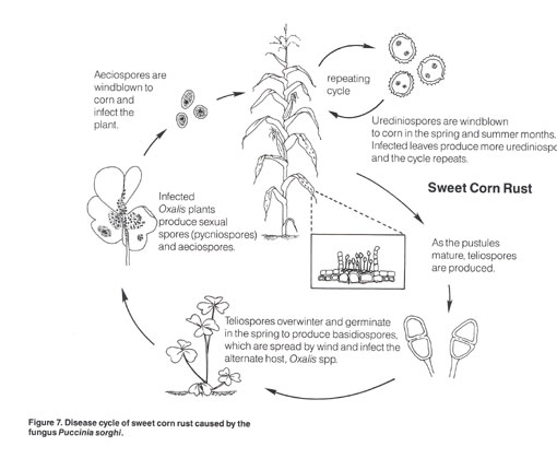 510x419 Common Rust Of Sweet Corn Fact Sheet - Drawing The Life Cycle Of A Plant