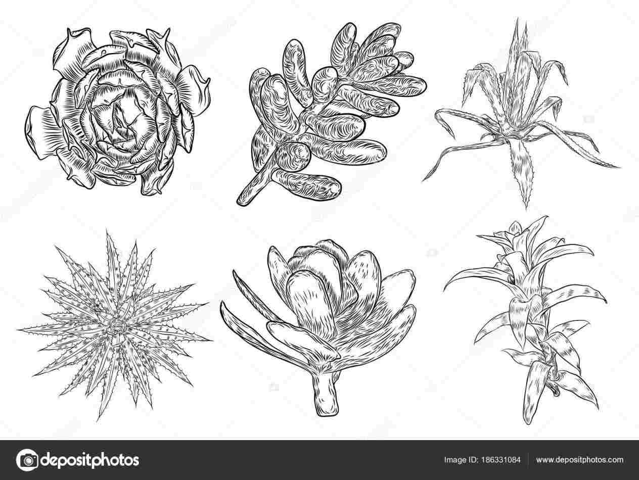 1264x950 drawing for kids plant life cycle and the of a flowering - Drawing The Life Cycle Of A Plant