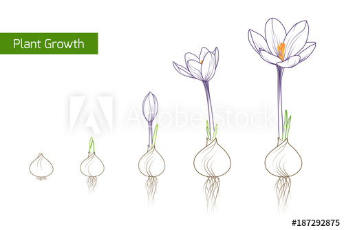 500x334 Flower Plant Growth Concept Vector Design Illustration Crocus - Drawing The Life Cycle Of A Plant