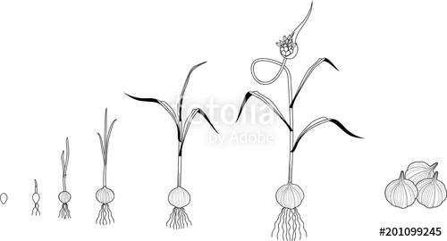 500x270 garlic life cycle coloring page consecutive stages of growth - Drawing The Life Cycle Of A Plant