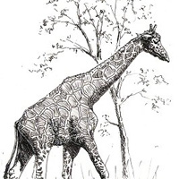 200x200 How To Draw A Giraffe In Four Quick Steps - Drawing This