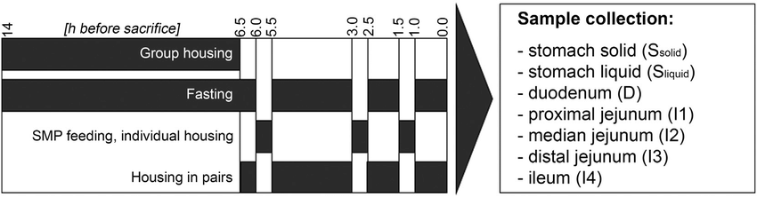 850x222 schematic drawing of the pig trial timeline of the pig trial - Drawing Timeline