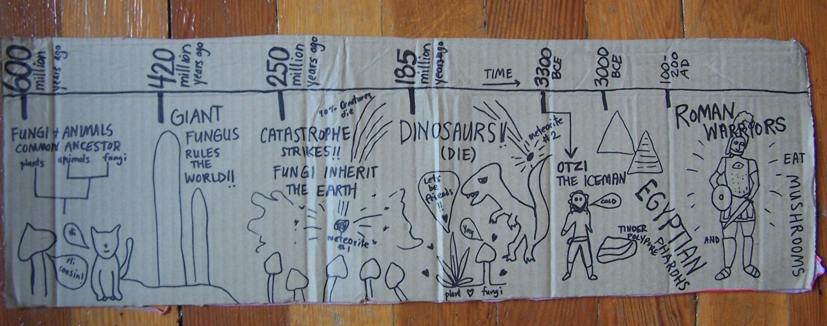 1200x474 timeline fungi drawing d i y fungi - Drawing Timeline