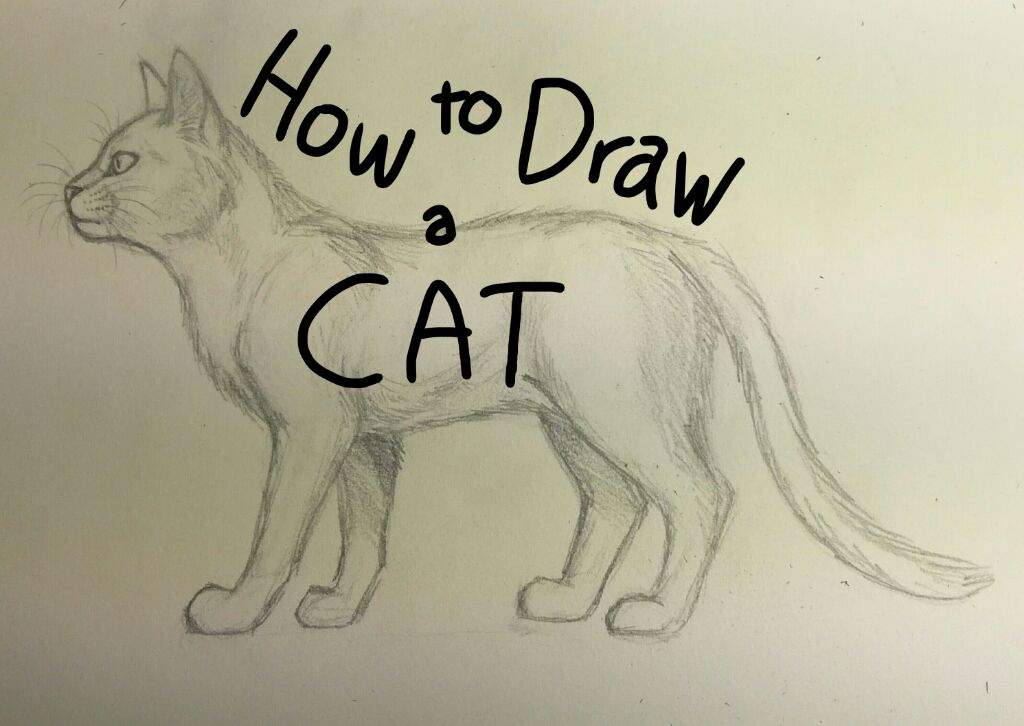 1024x726 How To Draw A Cat Warriors Amino - Drawing To Cat