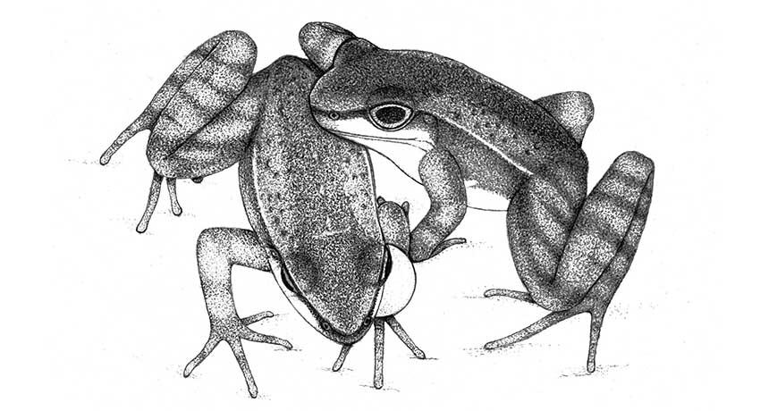 860x460 Torrent Frog Flirting Is Complicated Science News - Drawing Torrent