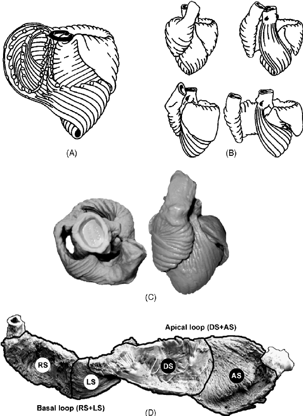591x809 A The Last Drawing Made - Drawing Torrent